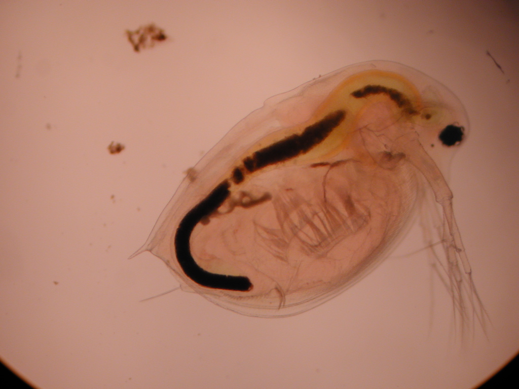 Daphnia (lateral)