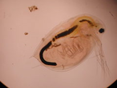 Daphnia (lateral)