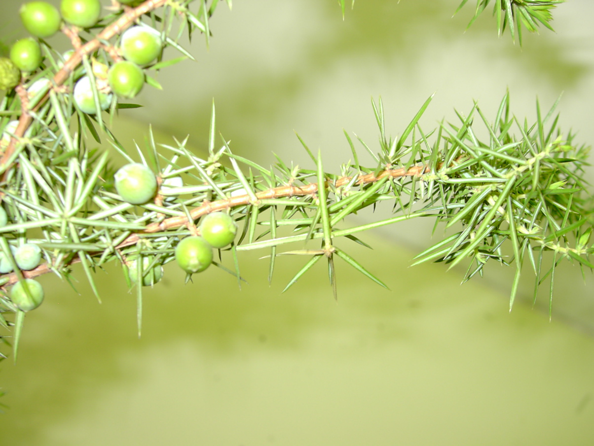 Juniperus communis