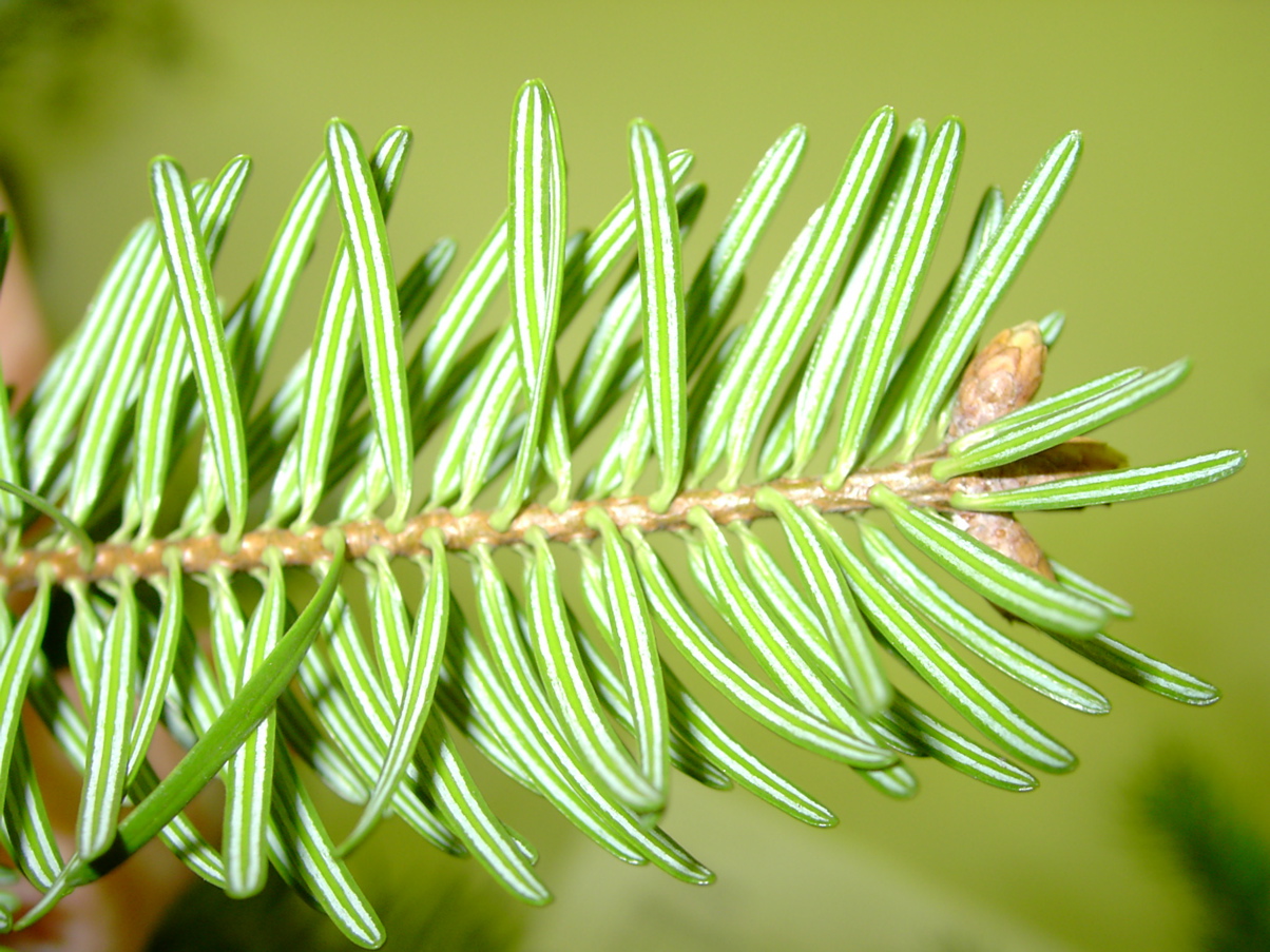 Abies alba - Zweig