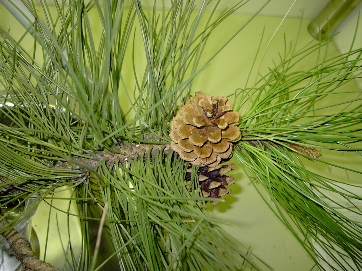 Pinus nigra