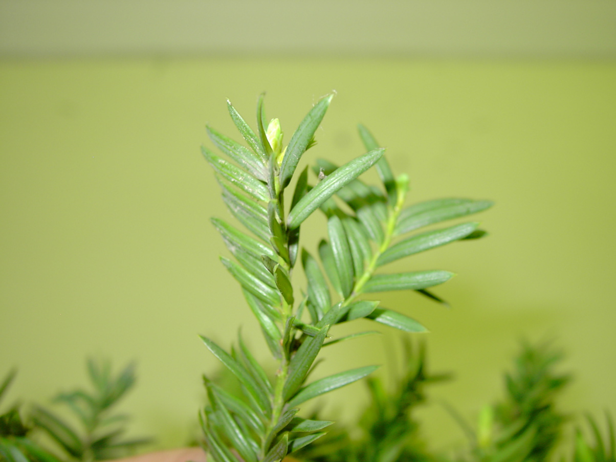 Taxus baccata - Zweig