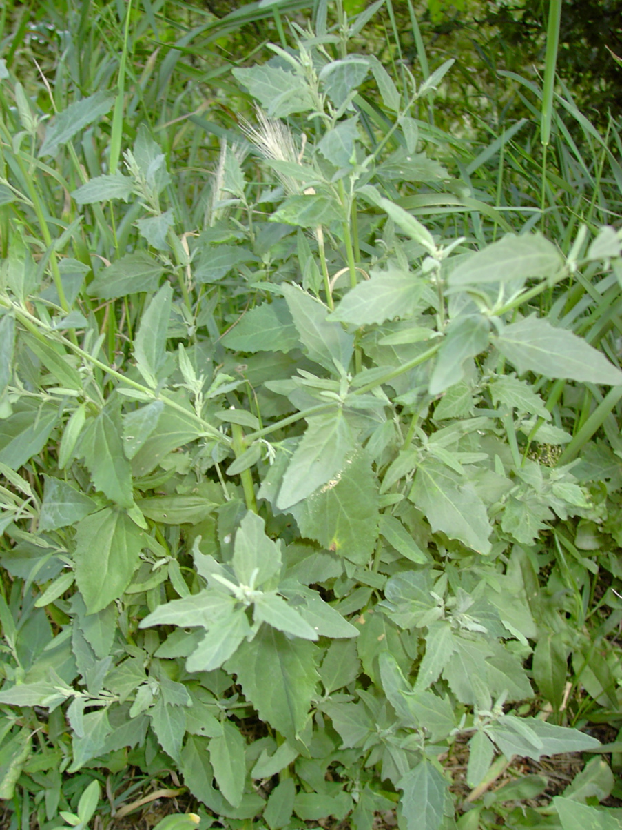 Atriplex tatarica