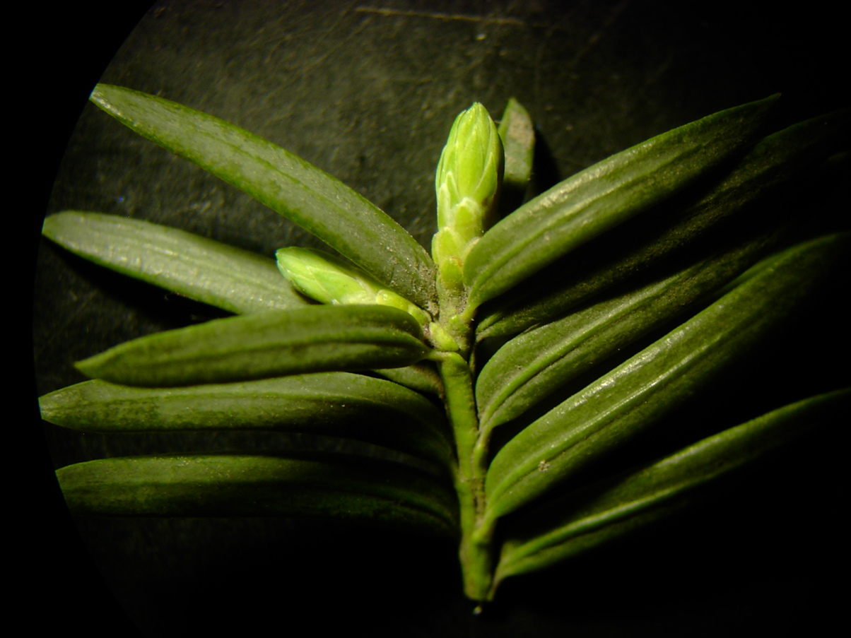 Taxus baccata