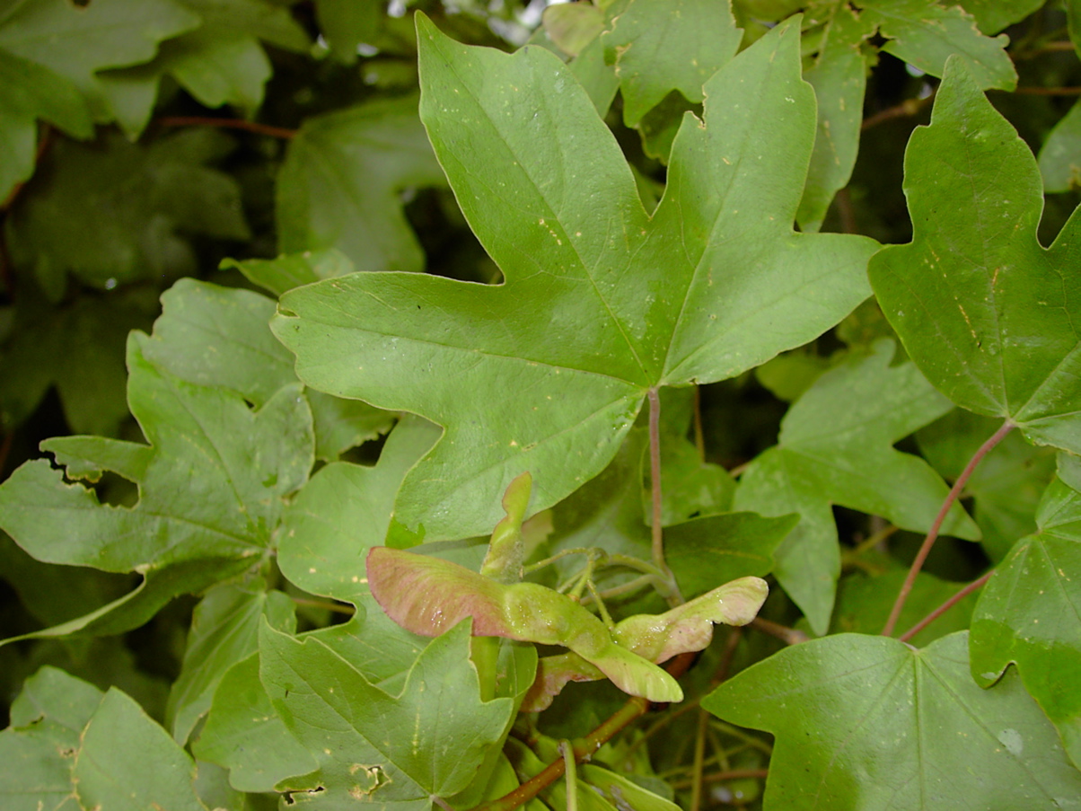 Acer campestre - Frucht