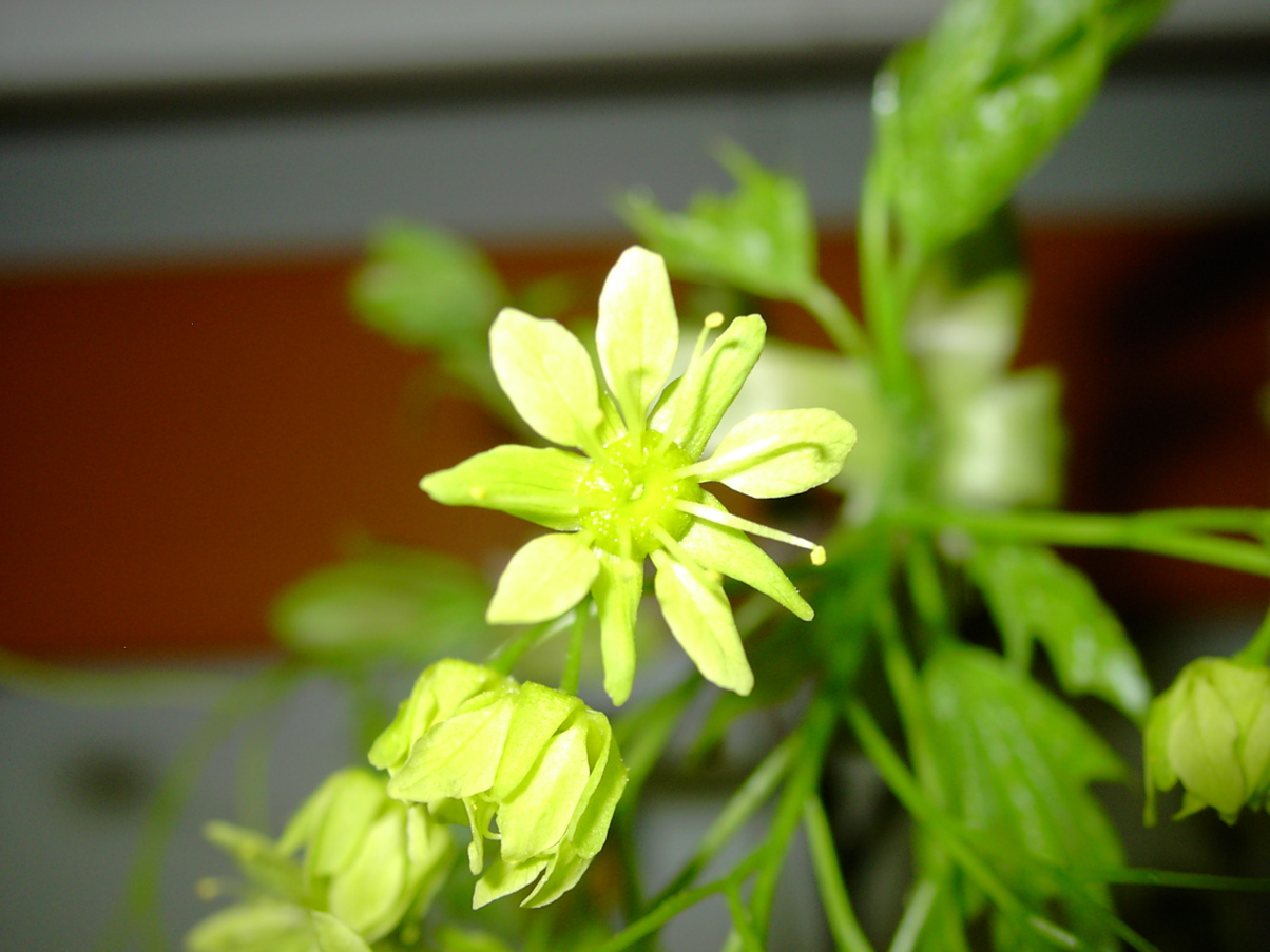 Acer platanoides - Blüte