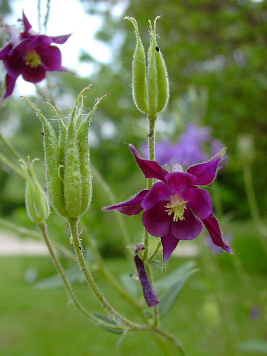 Aquilegia vulgaris 1