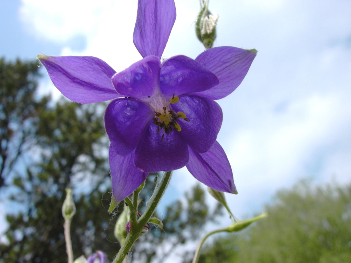 Aquilegia vulgaris 2