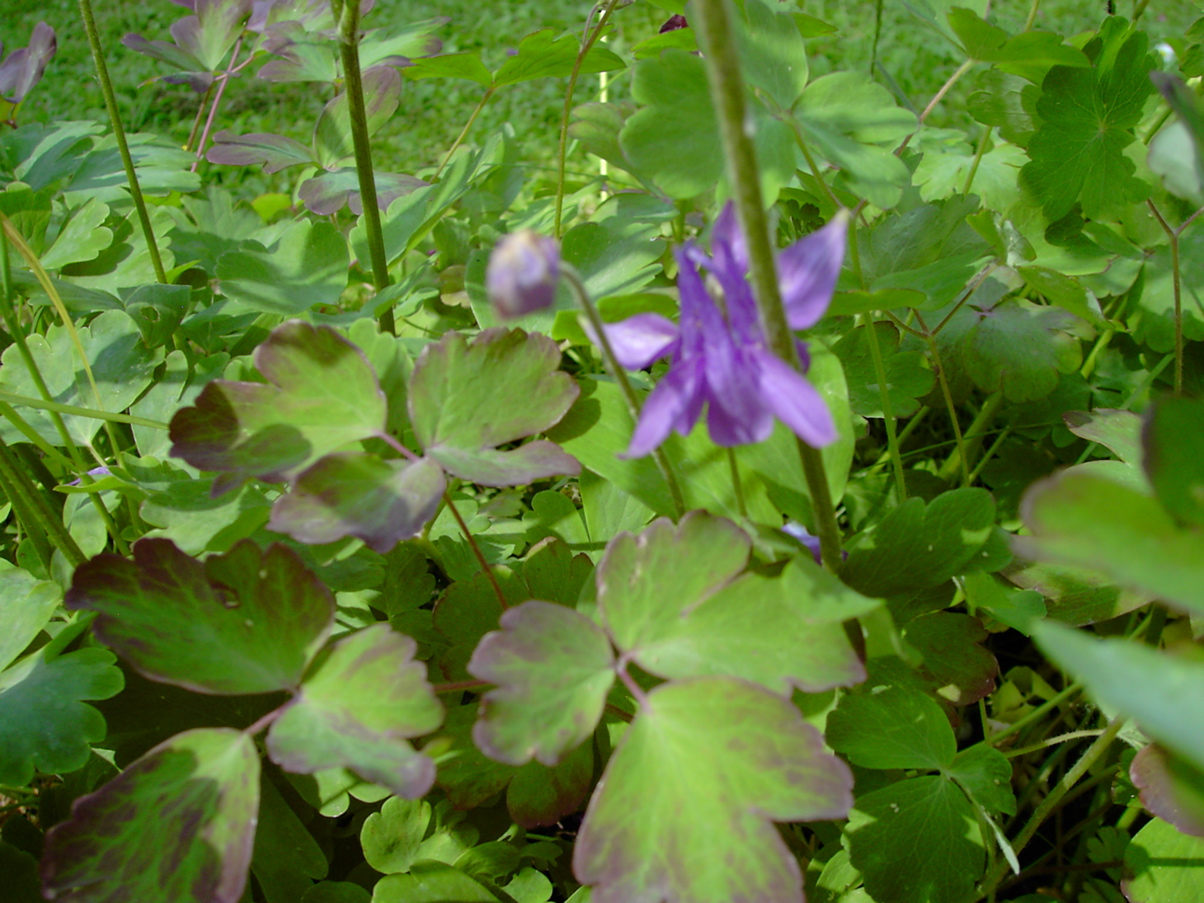 Aquilegia vulgaris 4