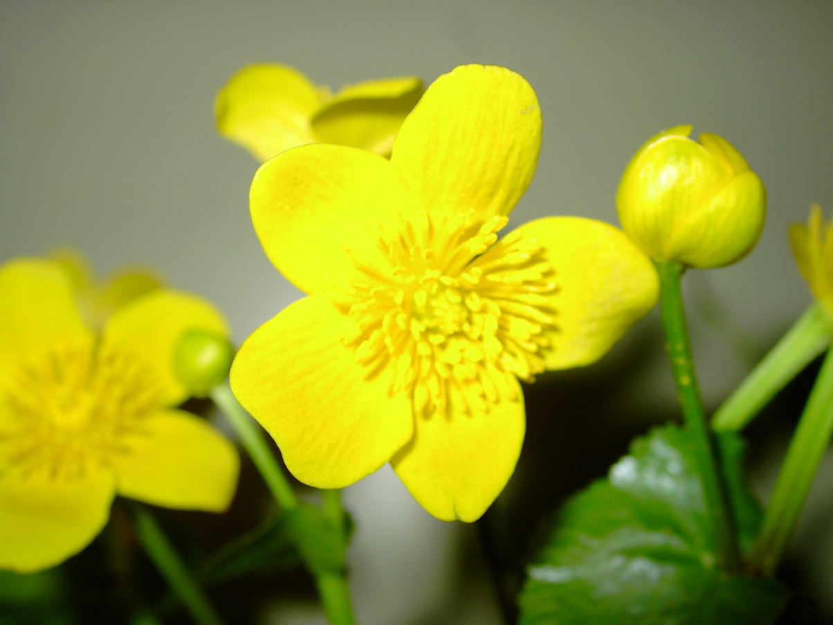 Caltha palustris