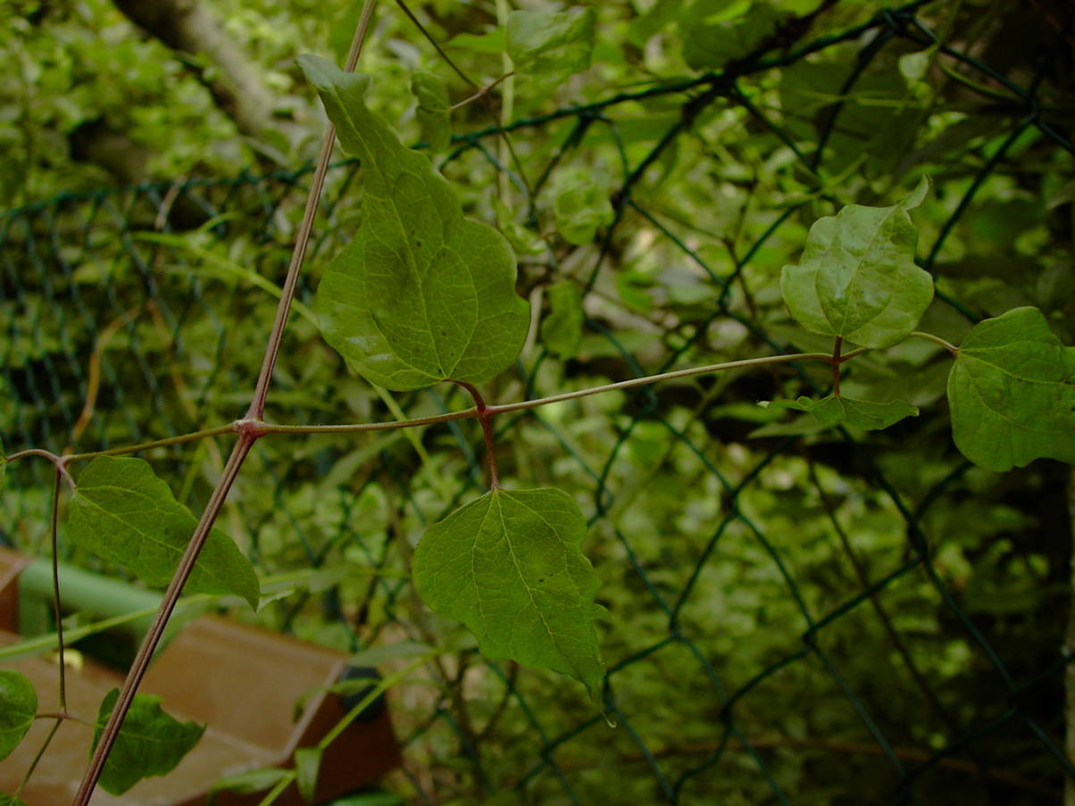 Clematis vitalba - Laubblatt