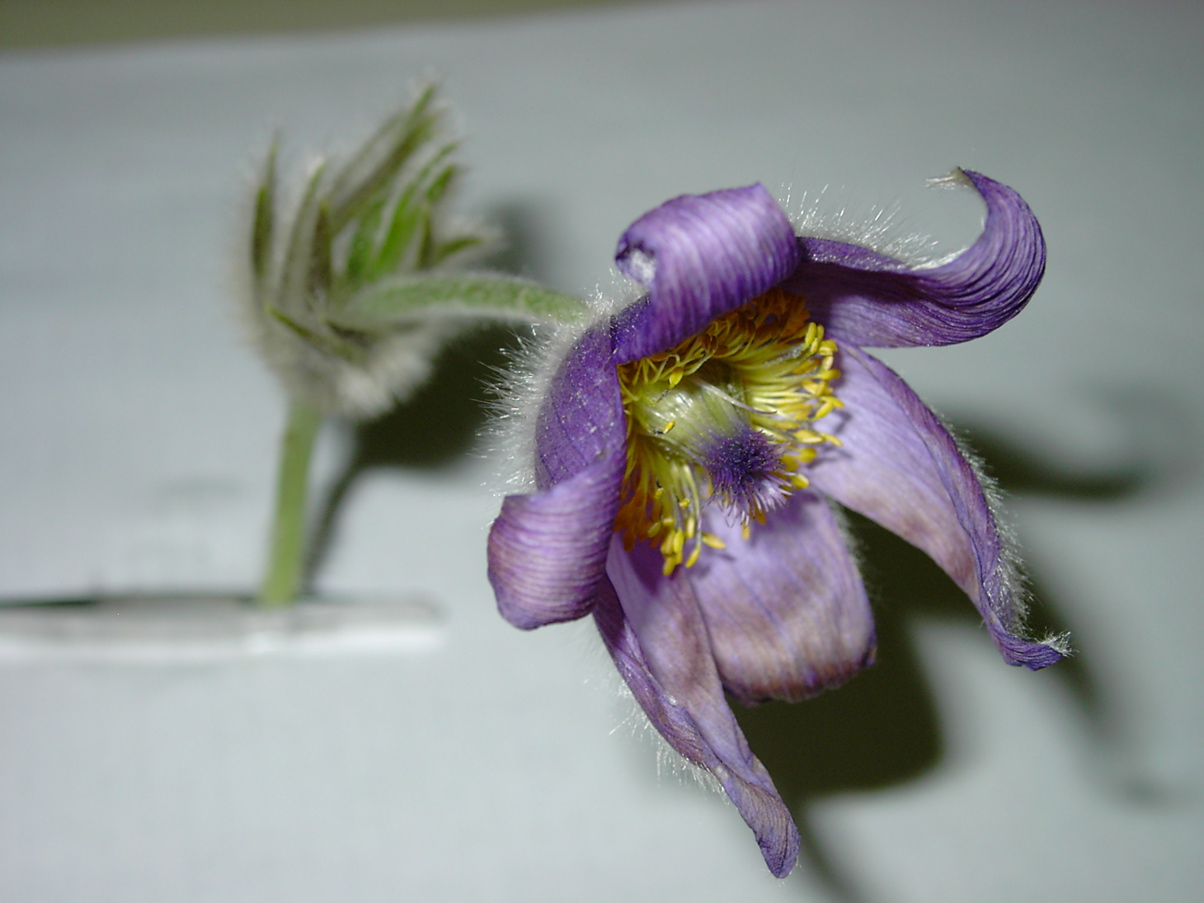 Pulsatilla grandis 1