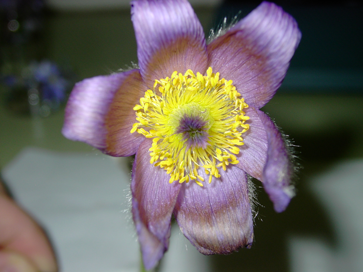 Pulsatilla grandis 2