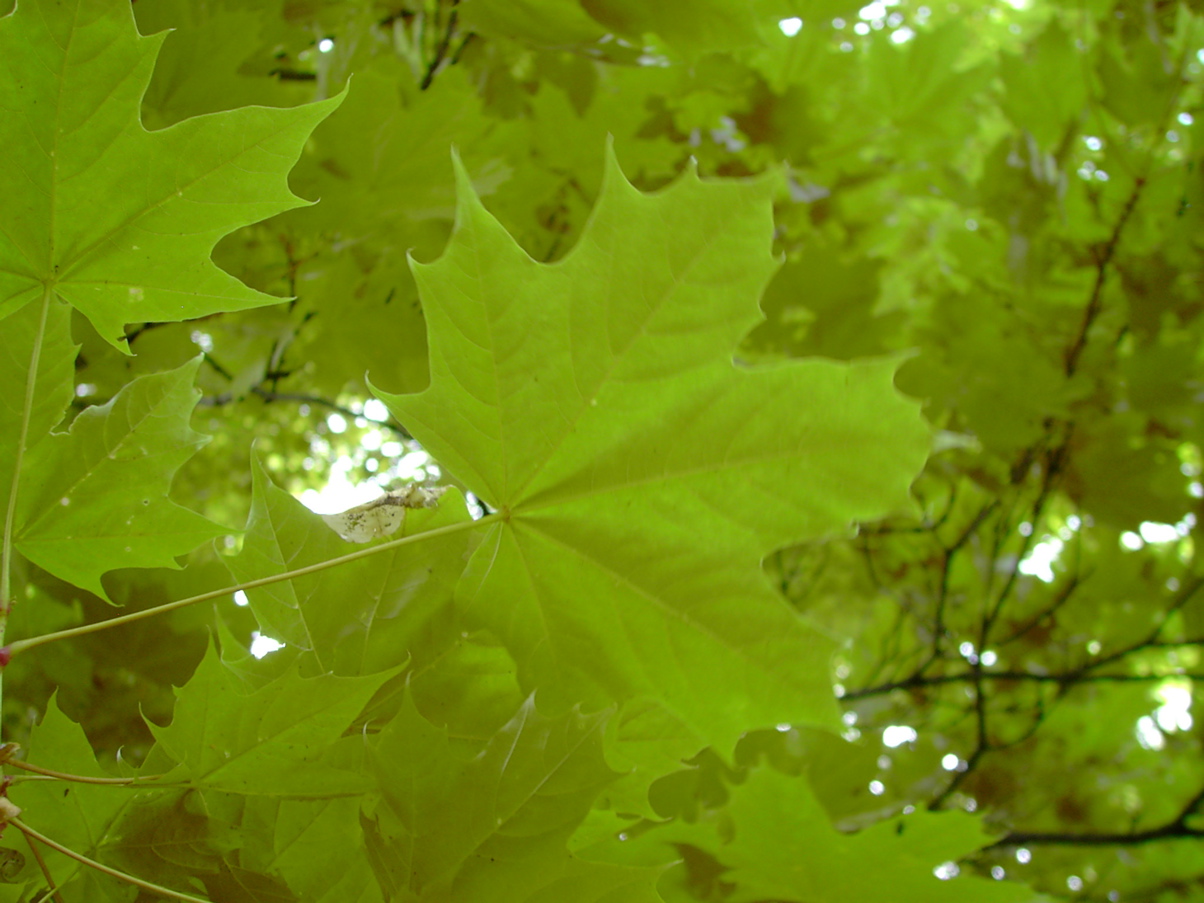 Acer platanoides