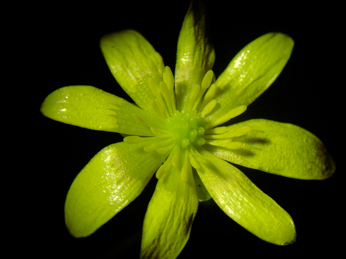 Ranunculus ficaria - Blüte