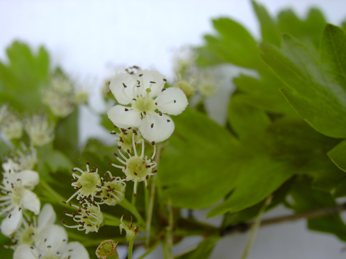 Crataegus monogyna 2