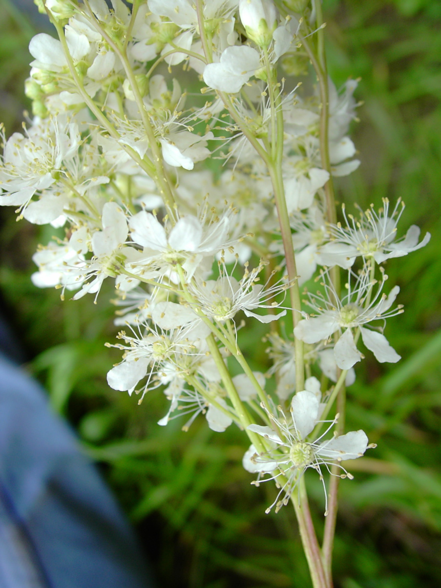 Filipendula vulgaris