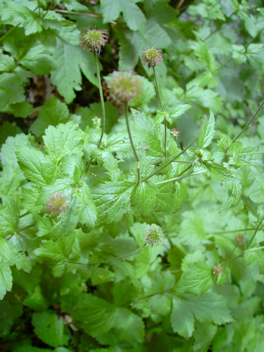 Geum urbanum (Fruchtreife)