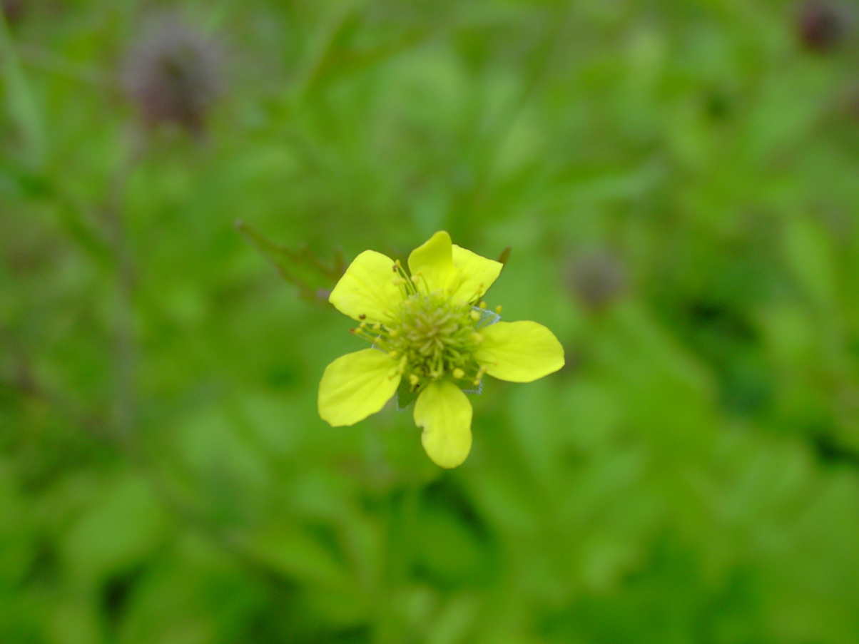 Geum urbanum - Blüte