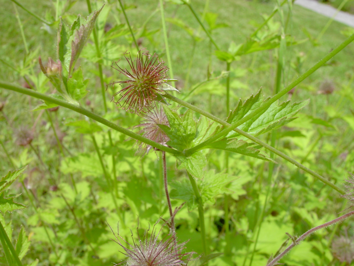 Geum urbanum - Frucht