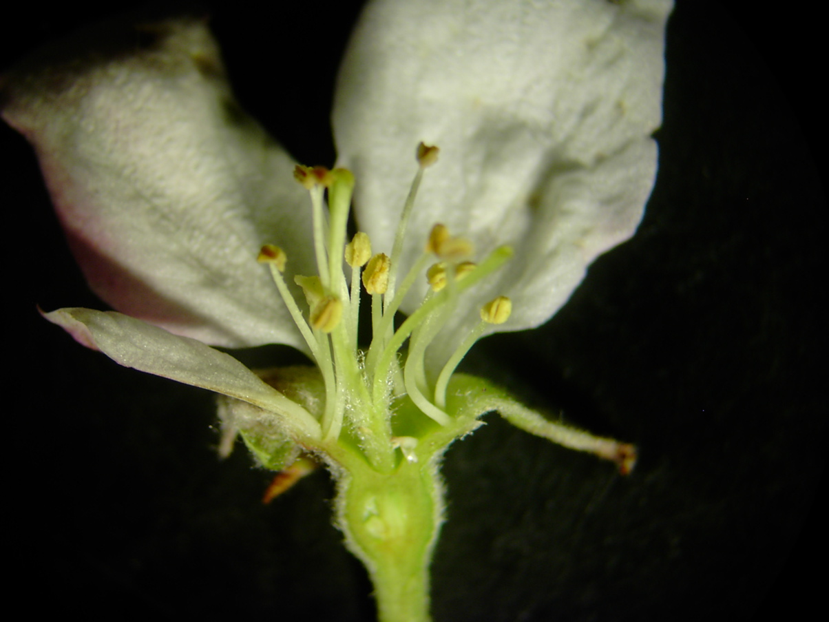 Malus sp - Blüte Querschnitt