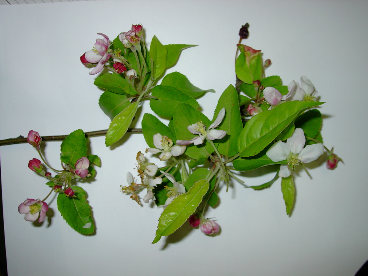 Malus sp