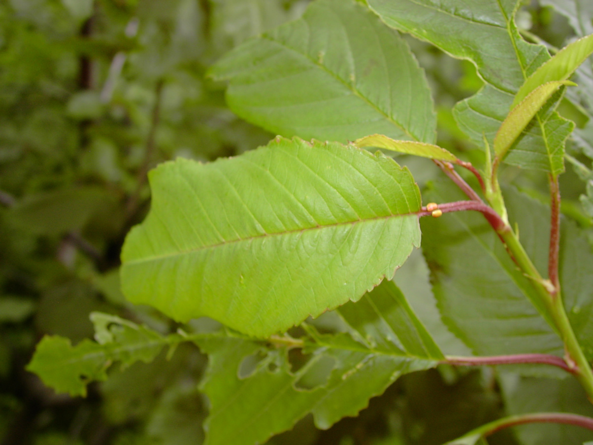 Prunus avium - Laubblatt