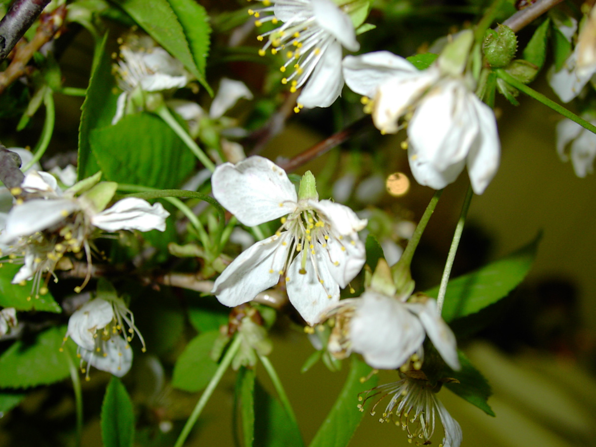 Prunus avium