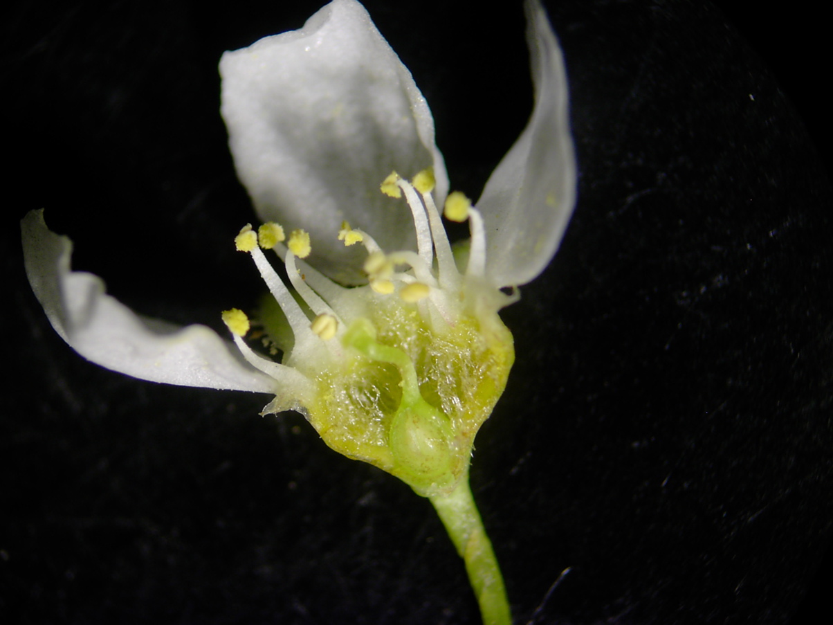 Prunus padus - Blüte Querschnitt