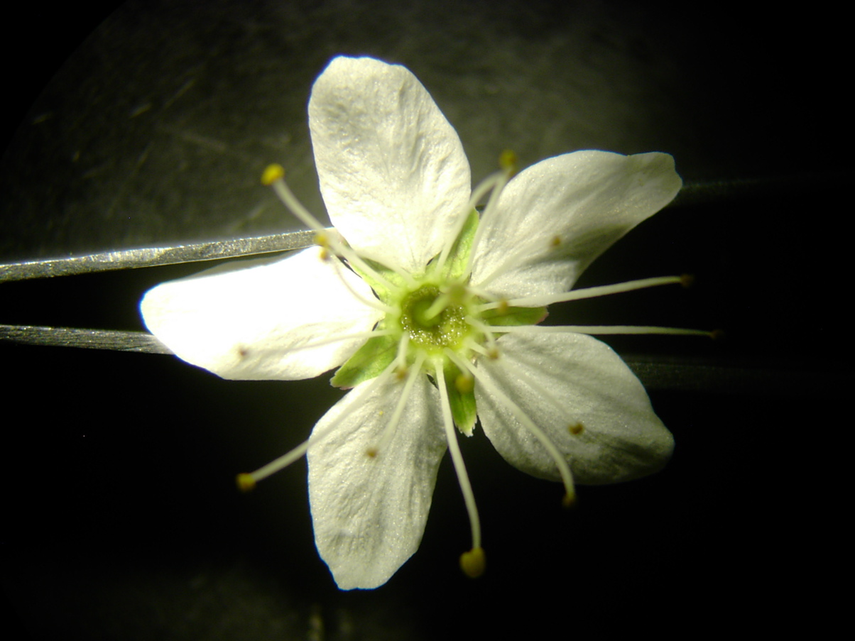 Prunus spinosa - Blüte