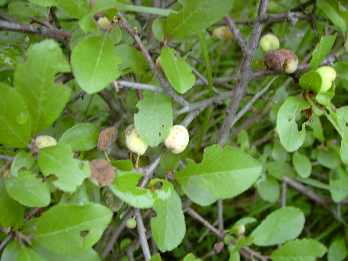 Prunus spinosa - Laubblätter