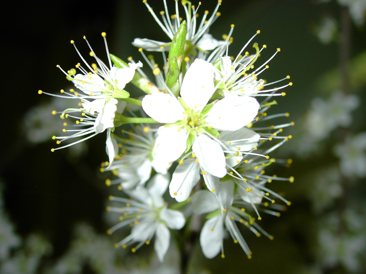 Prunus spinosa