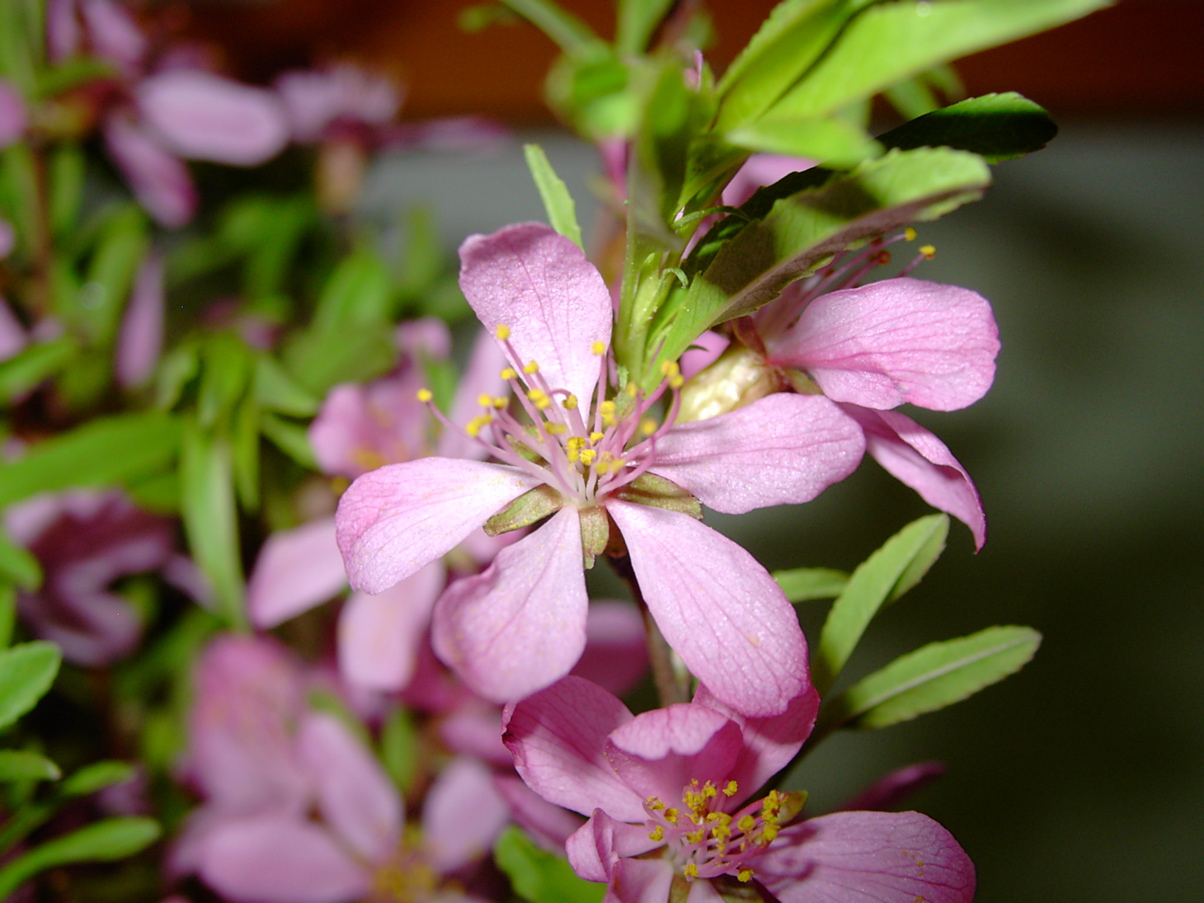 Prunus tenella