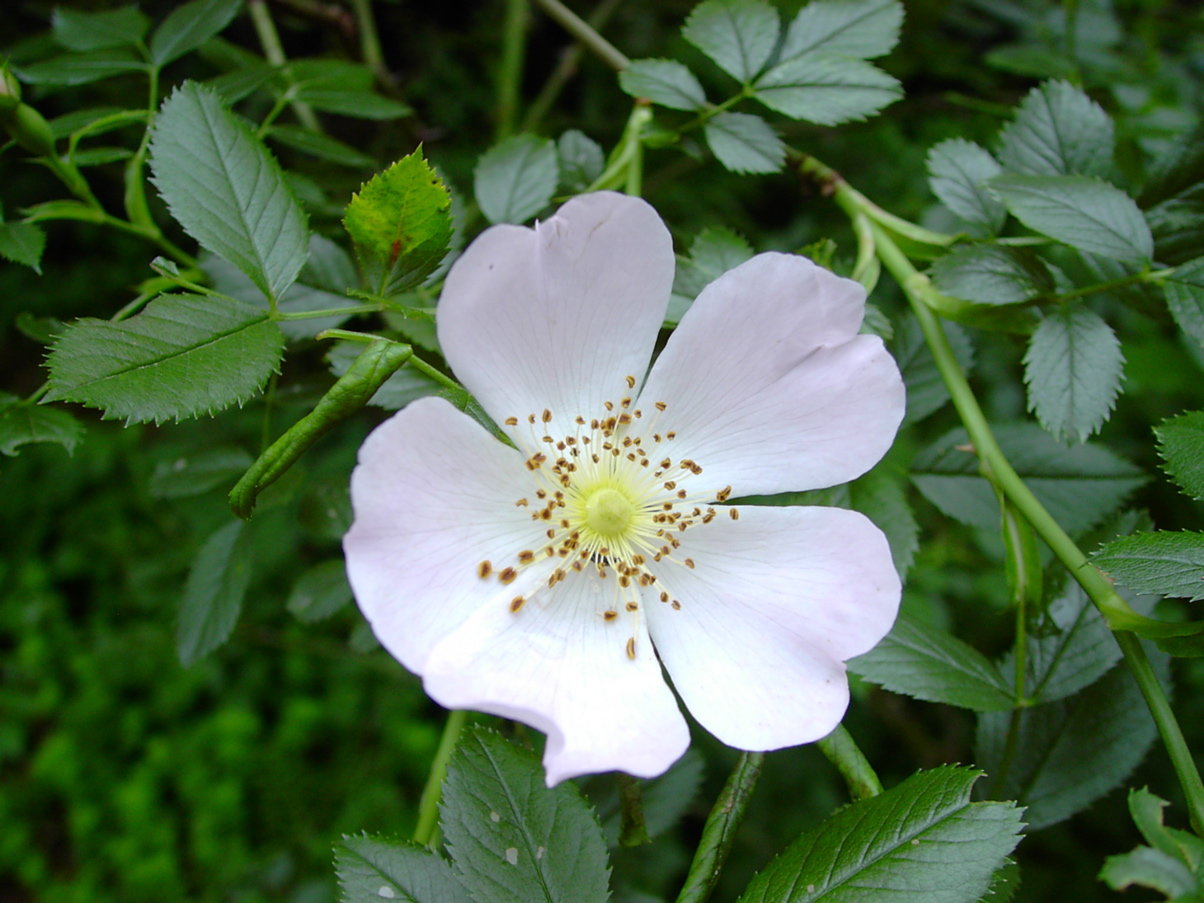 Rosa canina