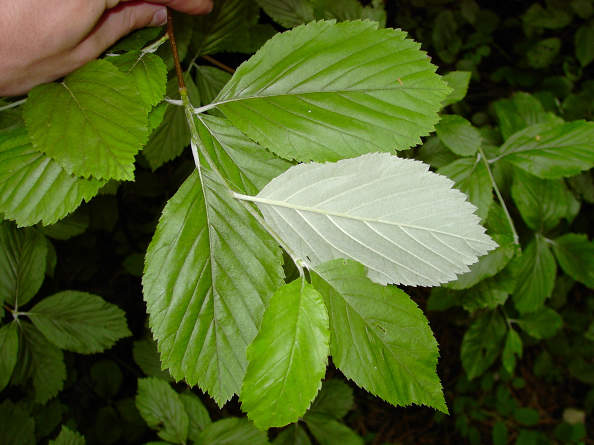 Sorbus aria - Laubblatt