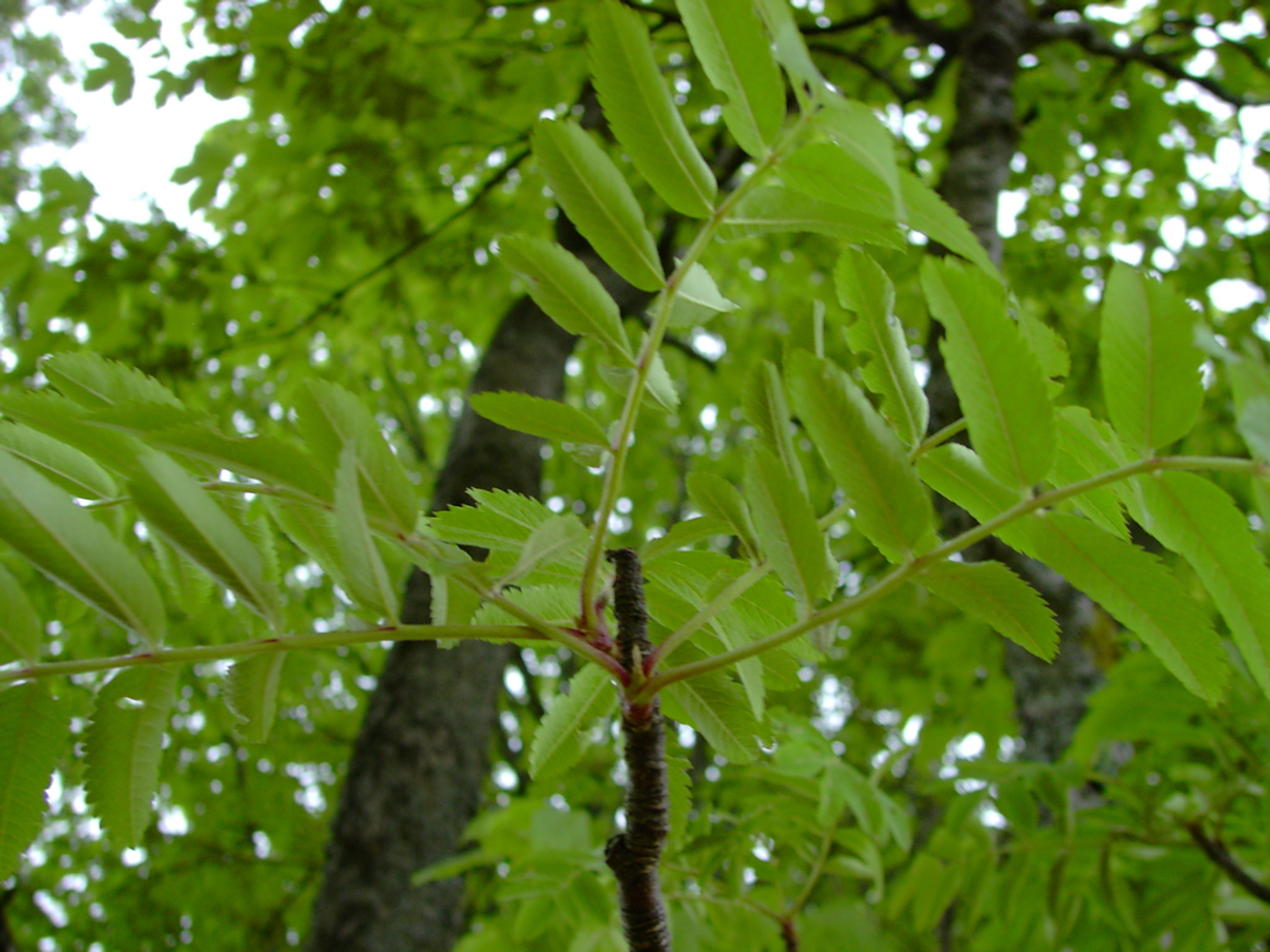 Sorbus aucuparia