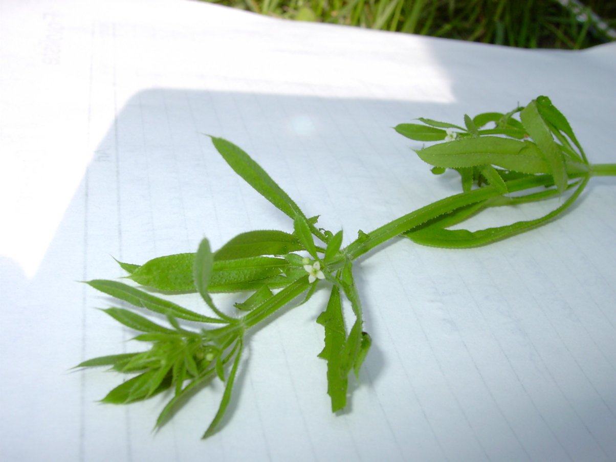 Galium aparine