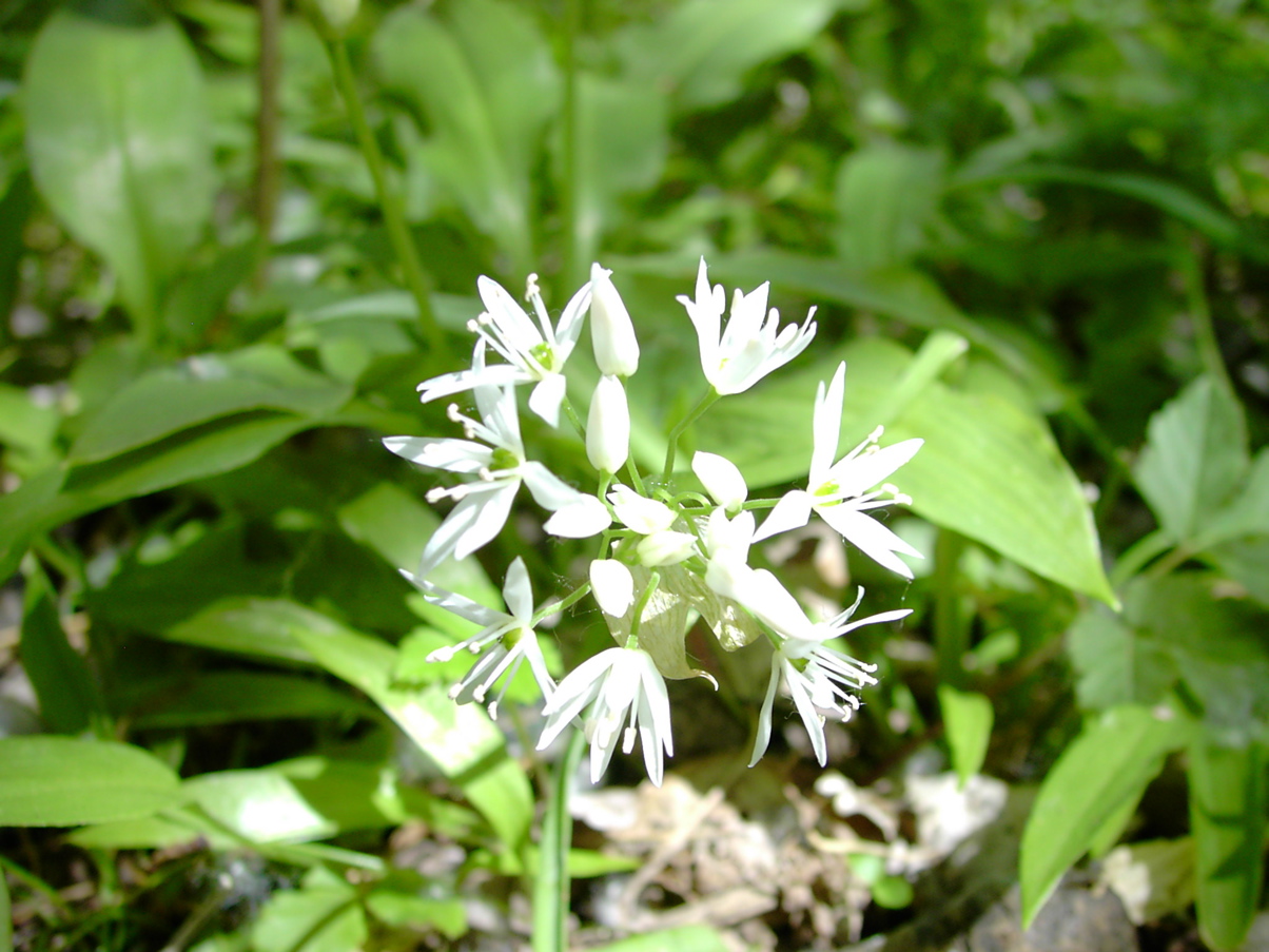 Allium ursinum