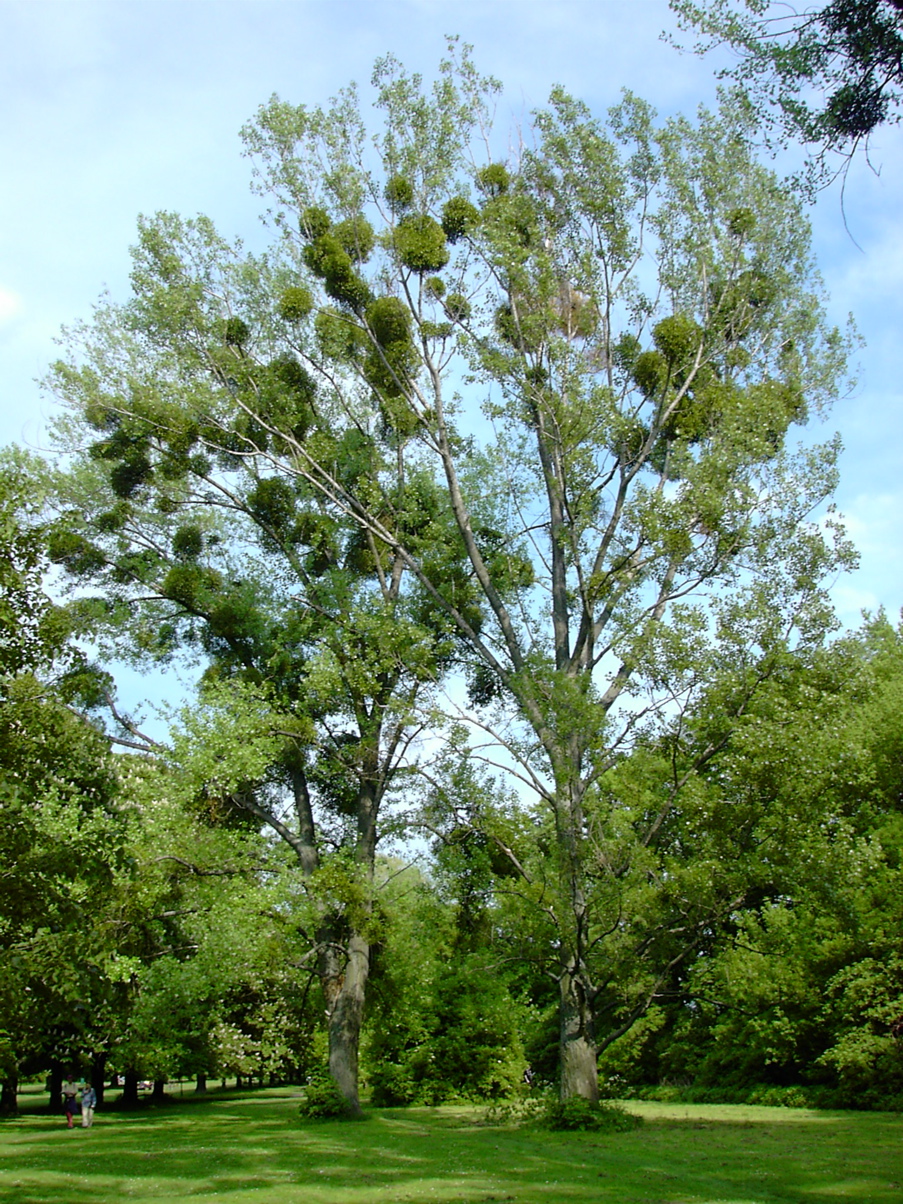 Populus tremula