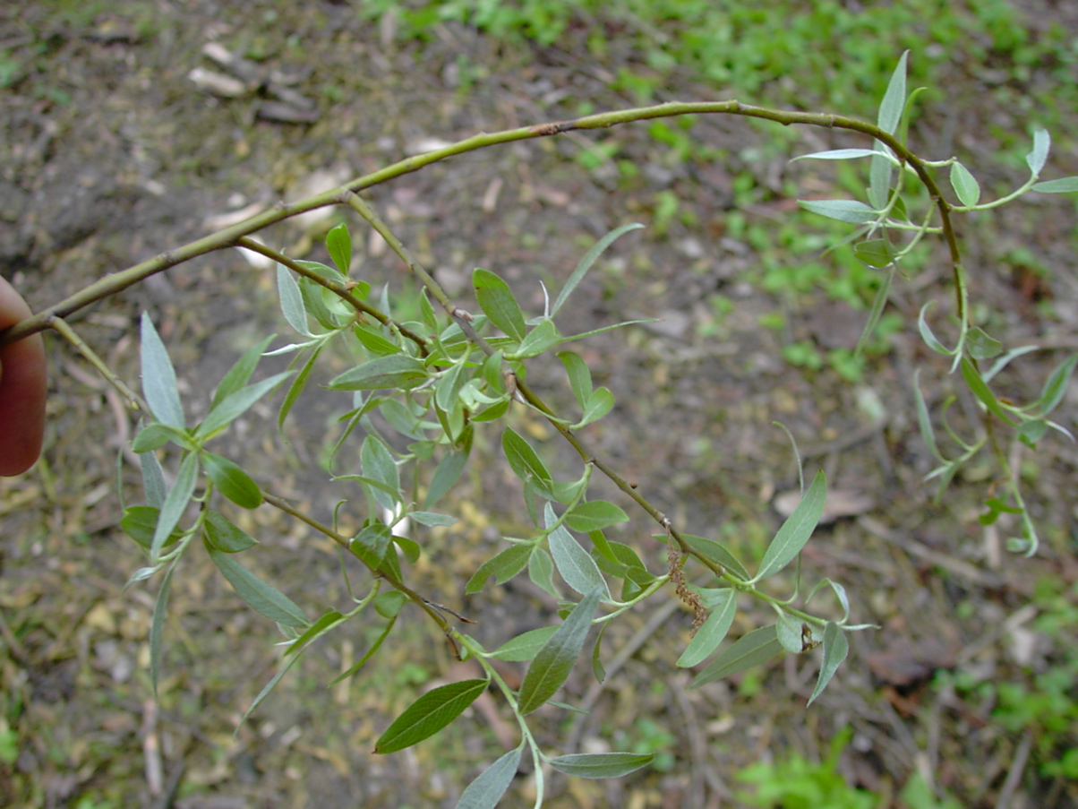 Salix alba