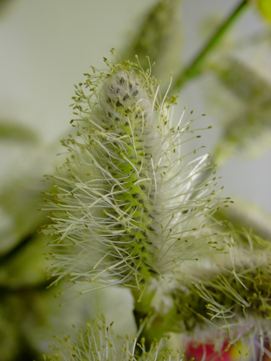 Salix caprea Infloreszenz m