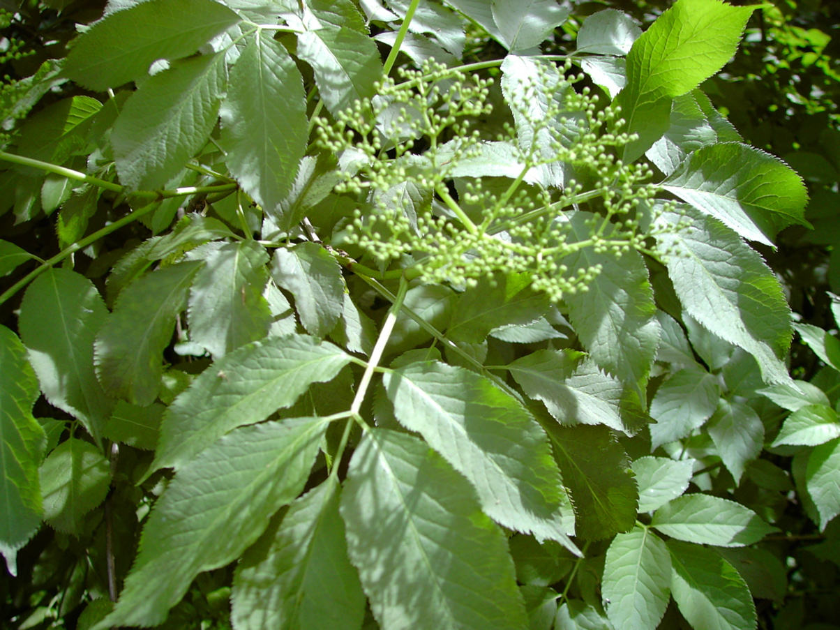 Sambucus nigra