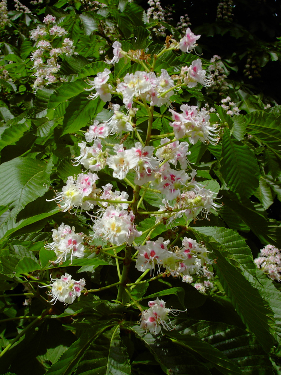 Aesculus Hippocastanum