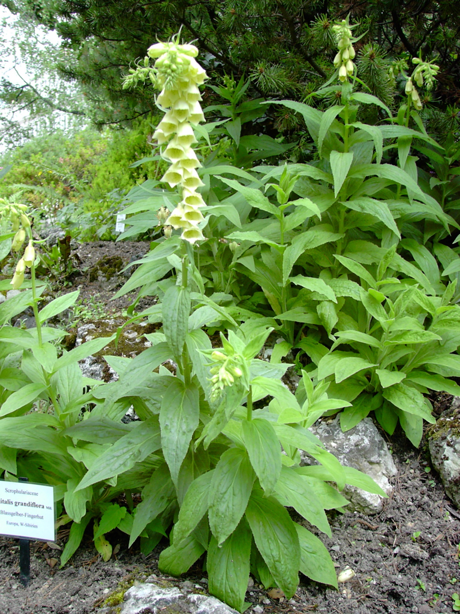 Digitalis grandiflora