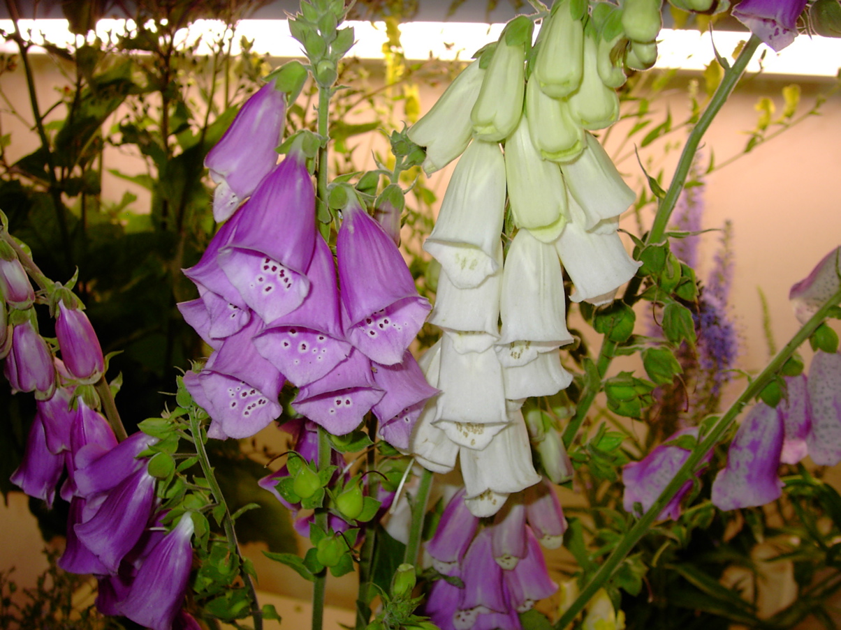 Digitalis purpurea 1