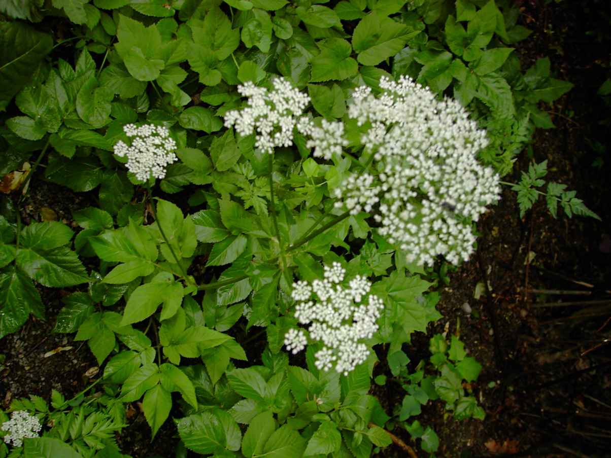 Aegopodium podagraria