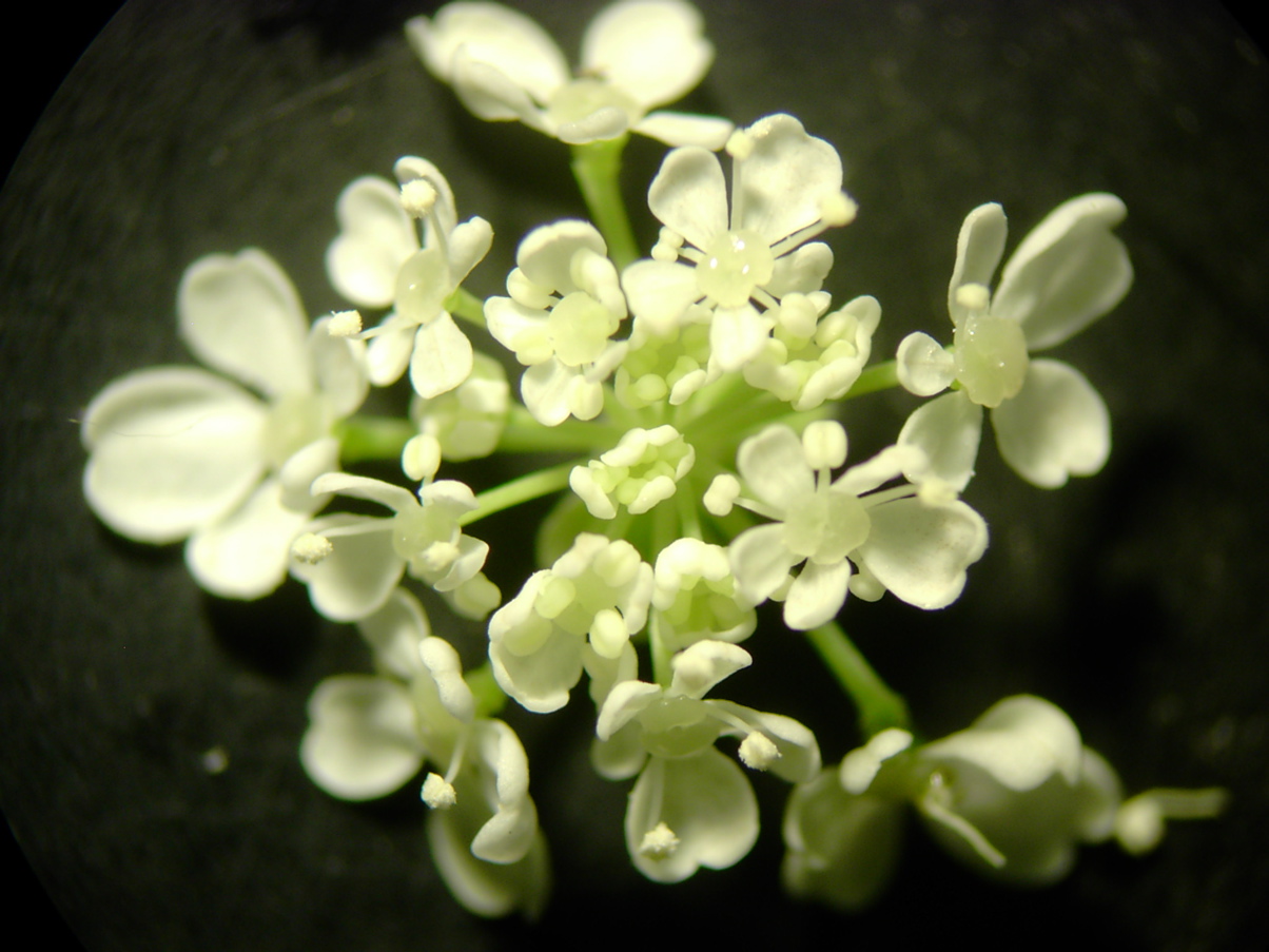 Anthriscus sylvestris - Döldchen