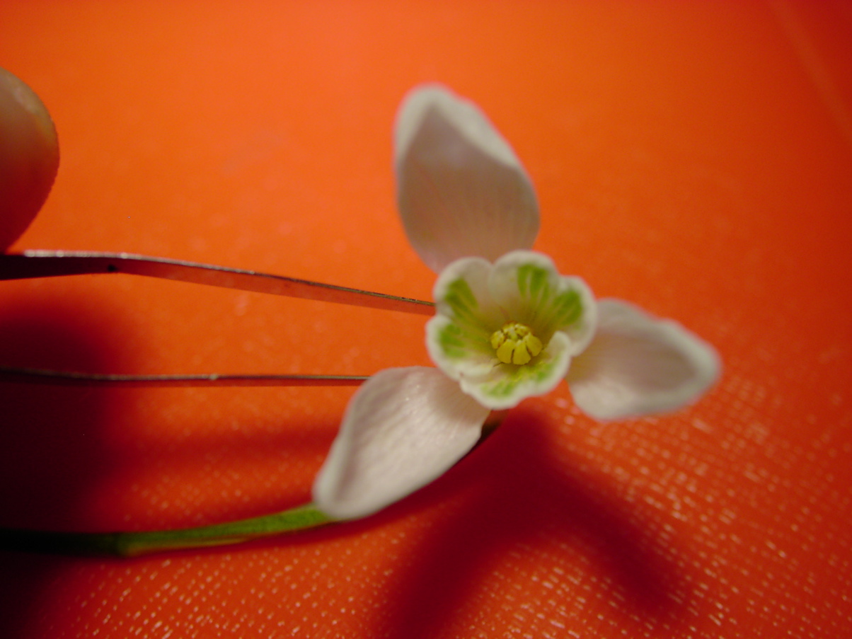 Galanthus nivalis 1