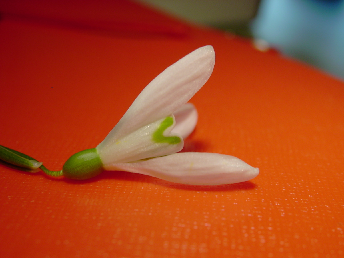 Galanthus nivalis 2