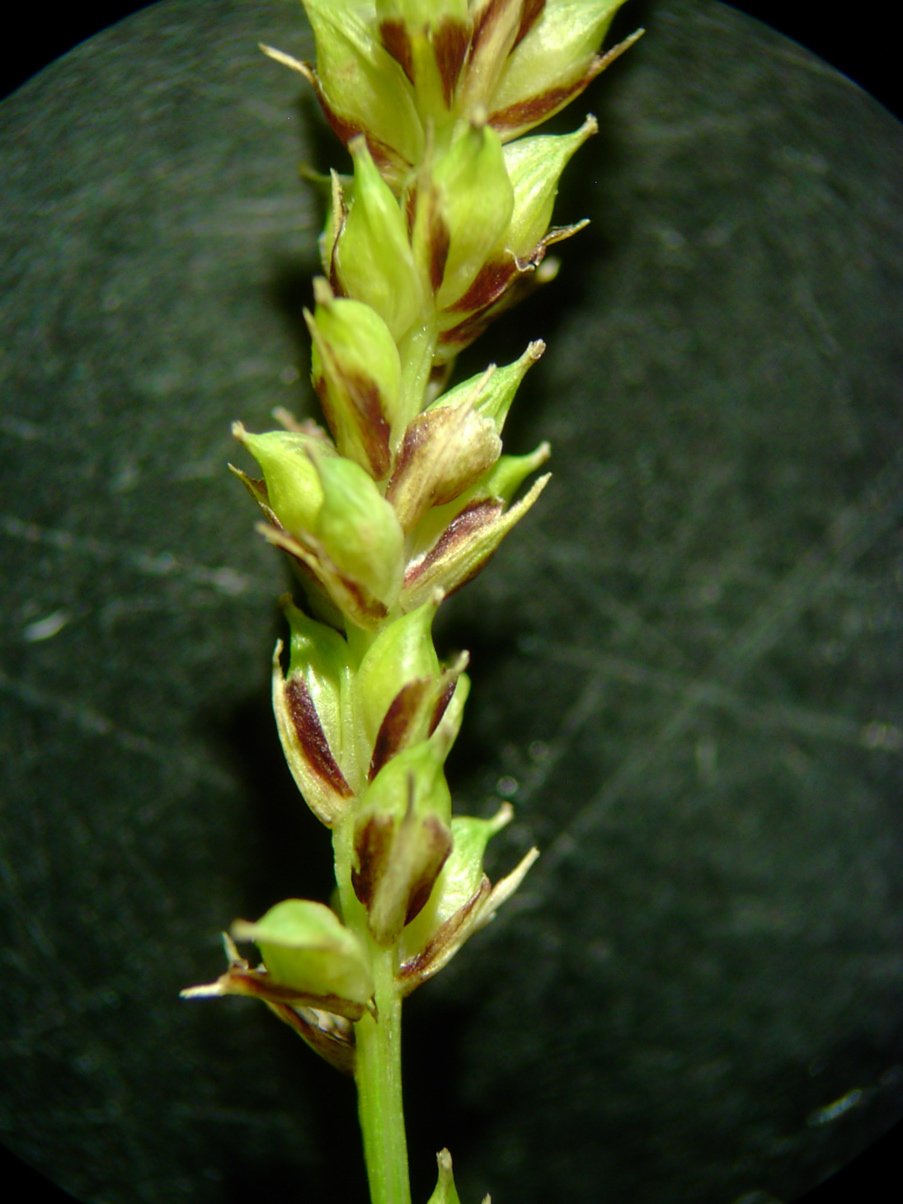 Carex pendula